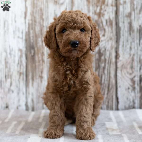 Santiago, Mini Goldendoodle Puppy